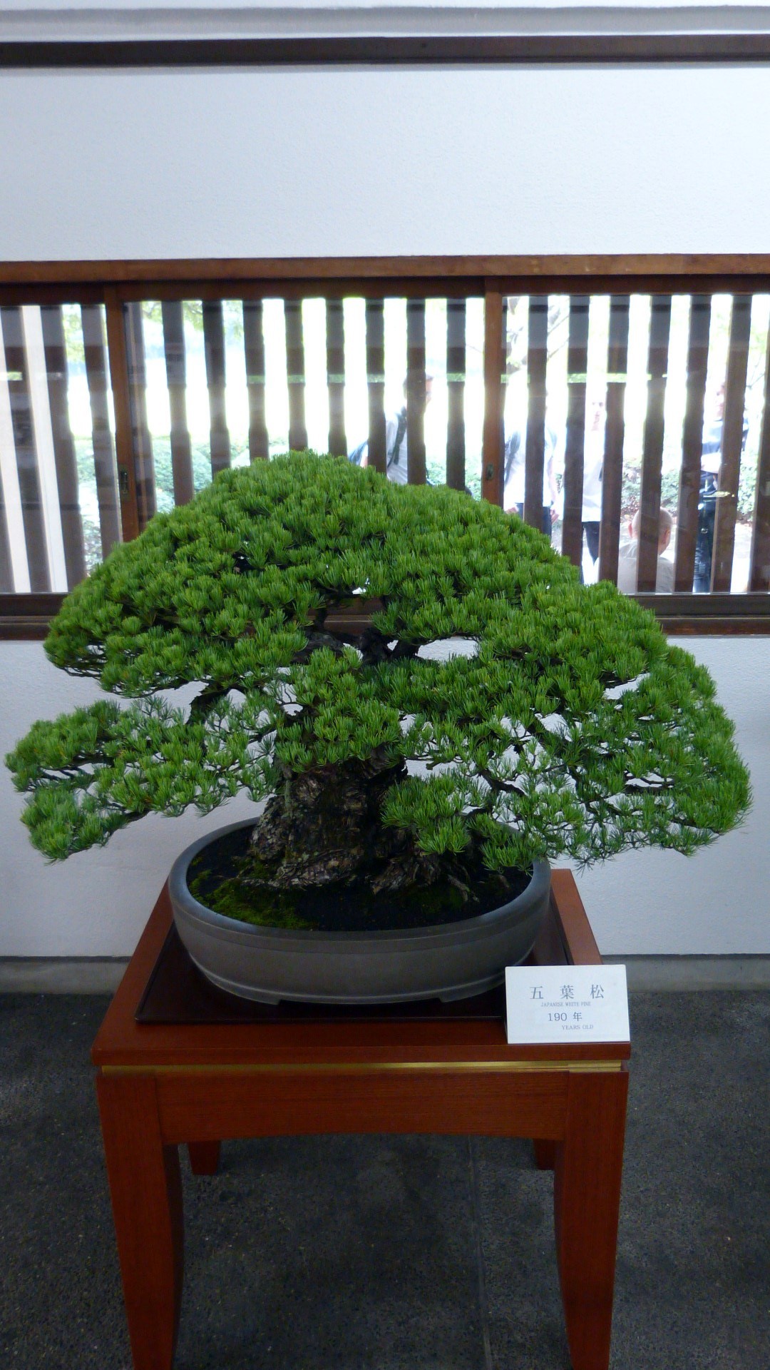 japanese white pine bonzai, 190 years old
